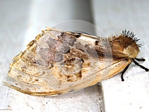 a Saturniid moth (family Saturniidae)
