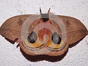 a Saturniid moth (family Saturniidae) Hemileucinae - Automeris species