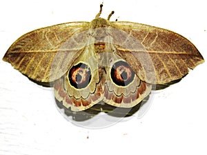 a Saturniid moth (family Saturniidae) Hemileucinae - Automeris species photo