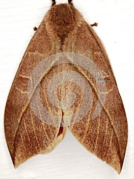 a Saturniid moth (family Saturniidae) Hemileucinae - Automeris species photo