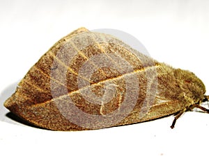 a Saturniid moth (family Saturniidae) Hemileucinae - Automeris species photo