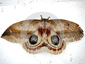 a Saturniid moth (family Saturniidae) Hemileucinae - Automeris species photo