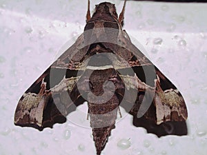 a Saturniid moth (family Saturniidae) indeterminate species