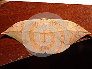 a Saturniid moth (family Saturniidae) photo