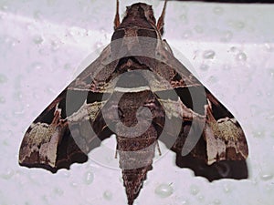 a Saturniid moth (family Saturniidae) indeterminate species photo