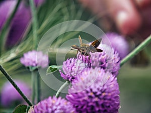 Satyr Butterfly on Allium Bulb