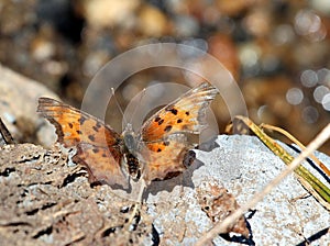 Satyr Comma Butterfly Resting