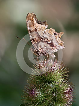 Satyr Comma Butterfly on Thistles