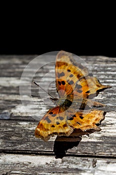 Satyr Comma (Polygonia satyrus)