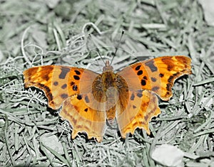 Satyr Comma Polygonia satyrus perched on woodland floor.