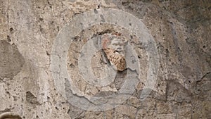 Satyr Terra Cotta Theatrical Mask in Herculaneum