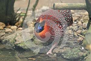 Satyr tragopan