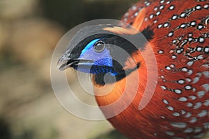 Satyr tragopan