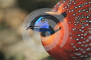 Satyr tragopan photo