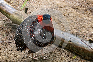 Satyr Tragopan standing in the sand