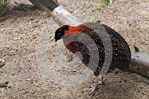 Satyr Tragopan standing in the sand