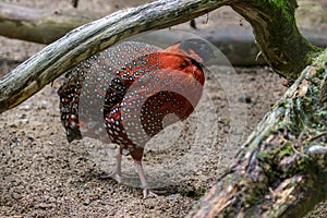 Satyr Tragopan standing in the sand