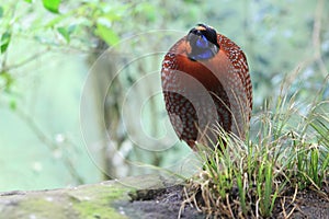 Satyr tragopan