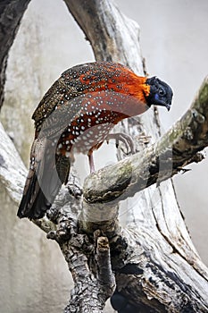 Satyr tragopan Tragopan satyra