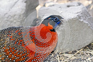 Satyr tragopan (Tragopan satyra)