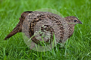 Satyr tragopan (Tragopan satyra)