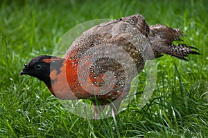 Satyr tragopan (Tragopan satyra)