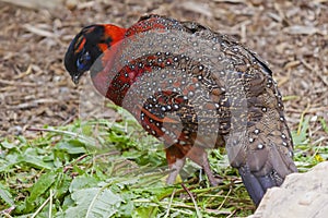 Satyr tragopan Tragopan satyra photo