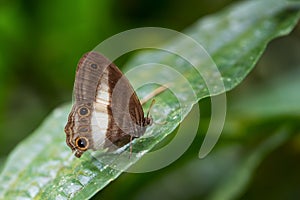 Satyrid butterflie - Euptychoides albofasciata