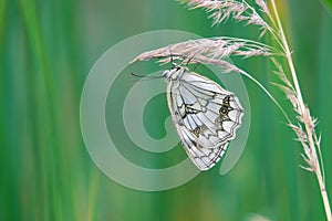 Satyridae butterfly