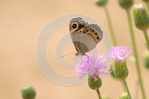 Satyridae butterfly