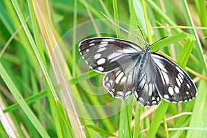Satyridae butterfly