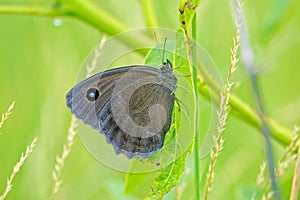Satyridae butterfly