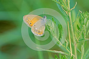Satyridae butterfly