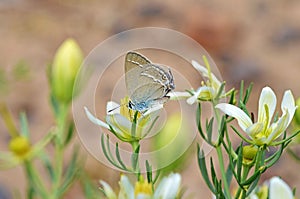 Satyrium abdominalis butterfly nectar suckling on flower of Wild Rue or Peganum harmala