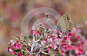 Satyrium ledereri 427