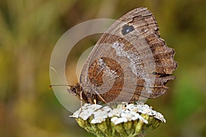 Satyrus dryas or Minois dryas , the dryad butterfly on white flower , butterflies of Iran