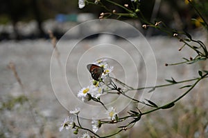 Satyrus ferula, brown diurnal arachnion butterfly with closed wings on purple flower
