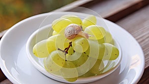 Saucer with grapes, on which cute little snail crawls, on white plate