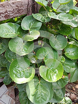 Saucer leafs or mangkokan leaves that have many benefits besides being a garden decoration, namely they can be used as medicine