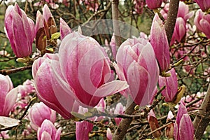 Saucer magnolia