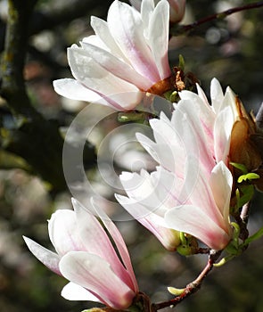 Saucer Magnolia