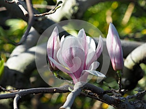 Saucer Magnolia In Bloom In Late Spring