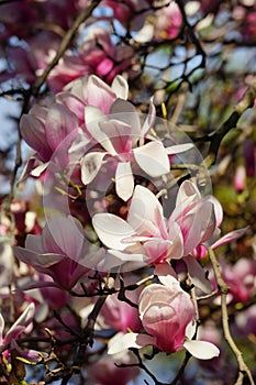 Saucer Magnolia branch in bloom