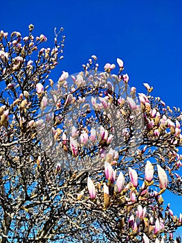 Saucer Magnolia branches with pink flower buds against blue sky