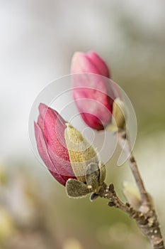 Saucer Magnolia Buds