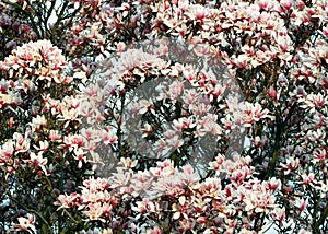 Saucer Magnolia Flowers