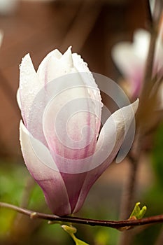 Saucer magnolia flowers close-up photography