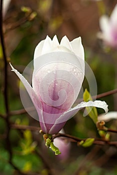 Saucer magnolia flowers close-up photography