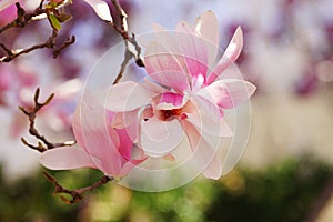 Saucer magnolia flowers up close