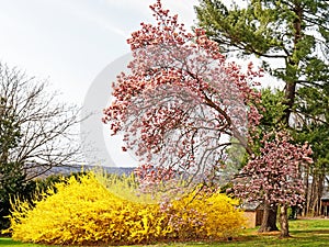 Saucer magnolia and forsythia in Spring bloom